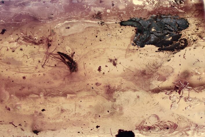 Fossil Aphid Exuvia and Two True Midges In Baltic Amber #372571